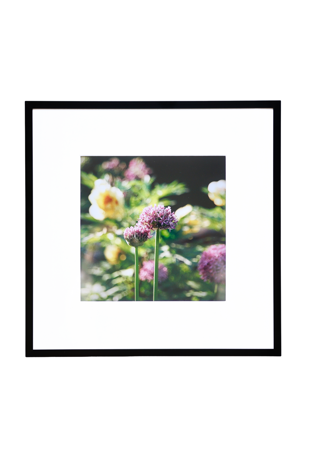 Allium Blossoms