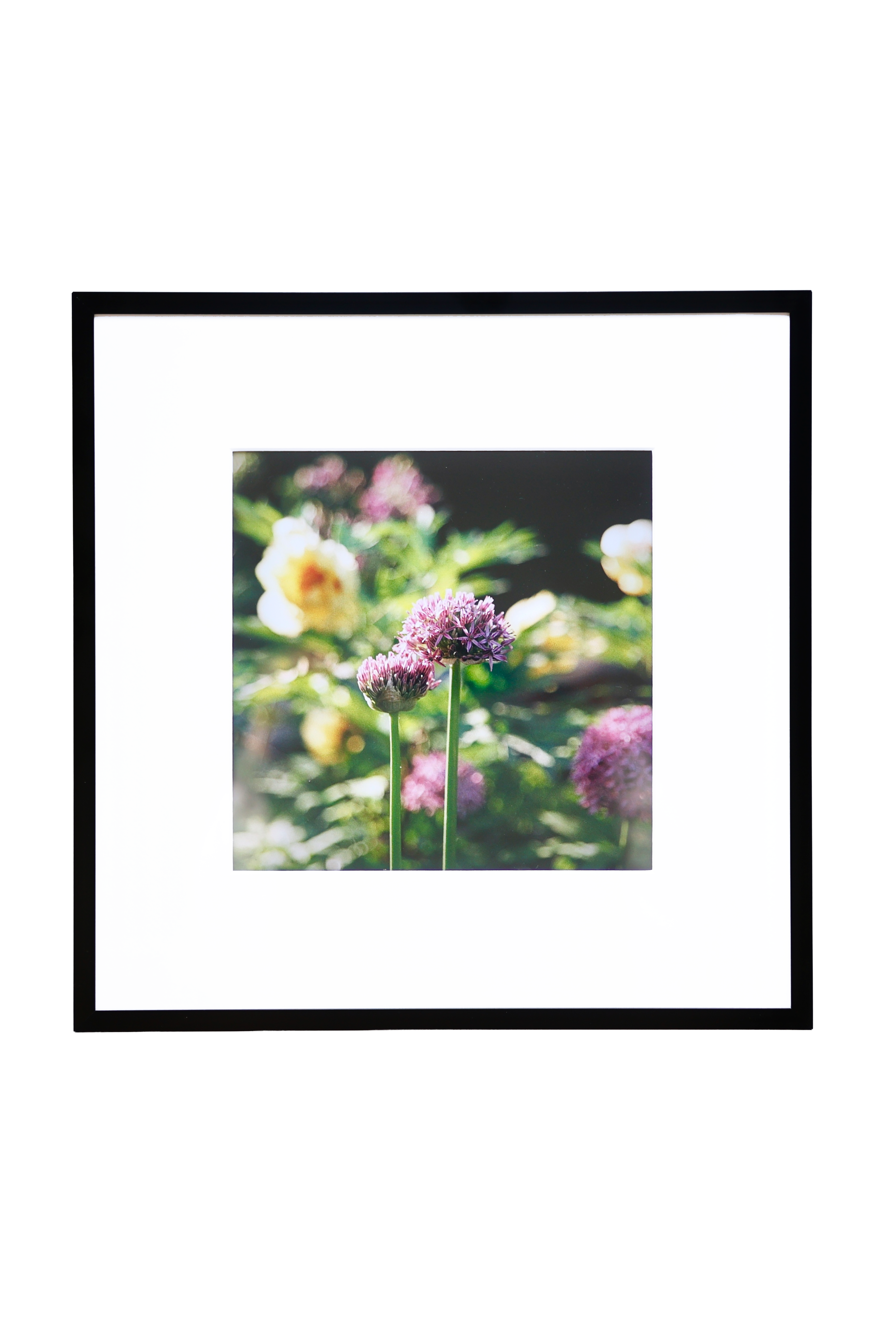 Allium Blossoms