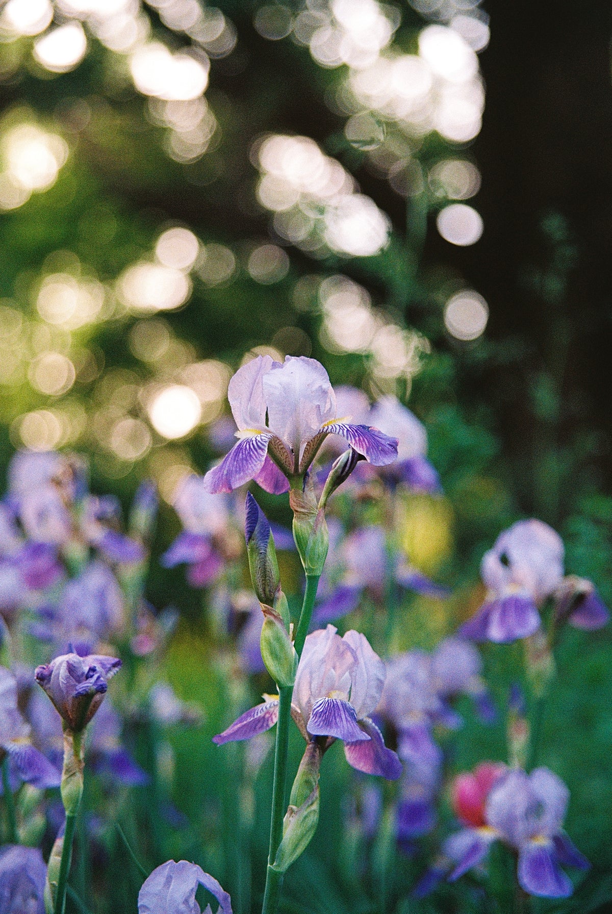 Iris flower