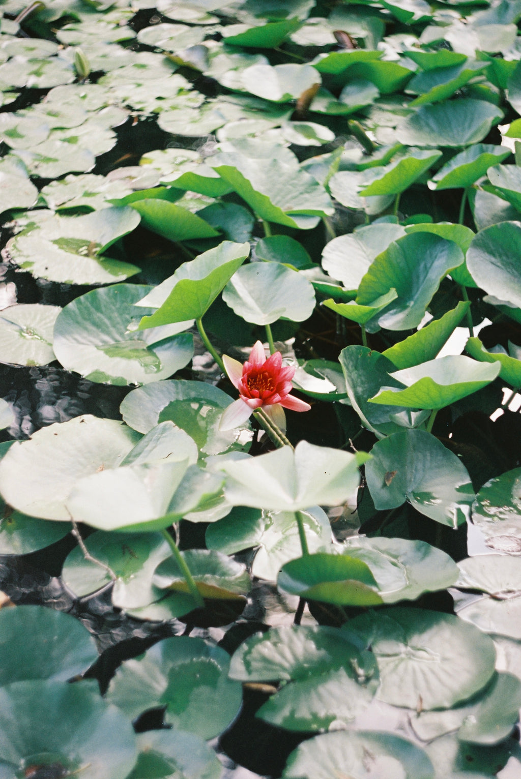 Water Lily