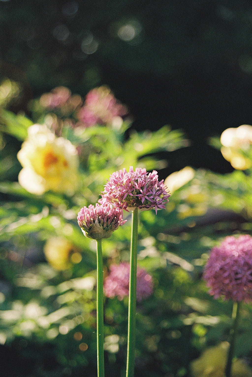Allium Blossoms