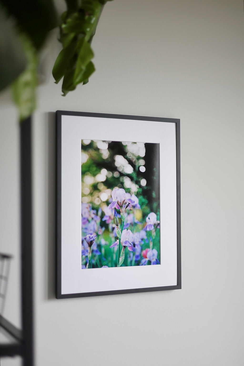Iris flower