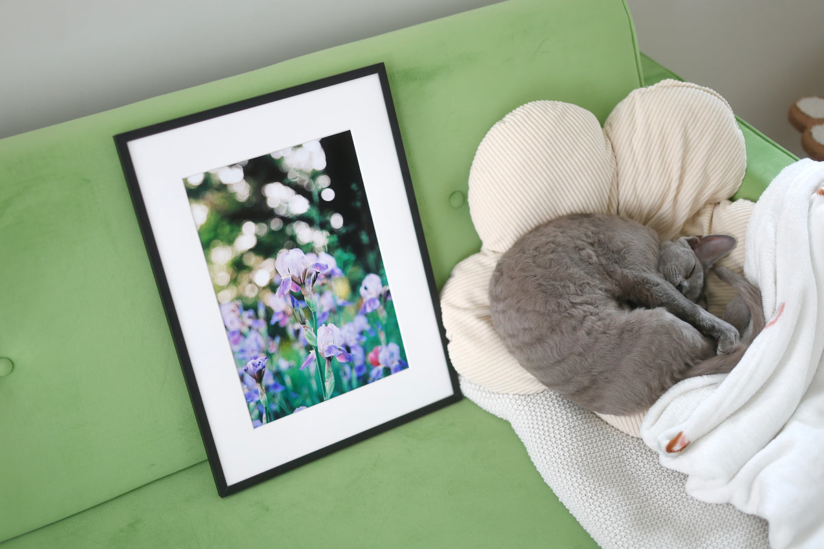 Iris flower