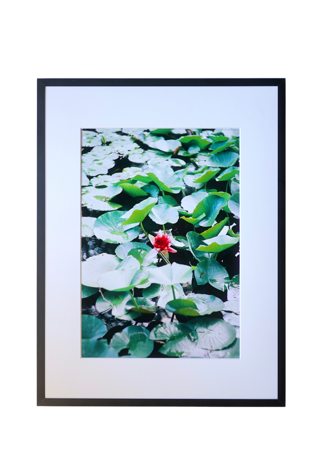 Water Lily