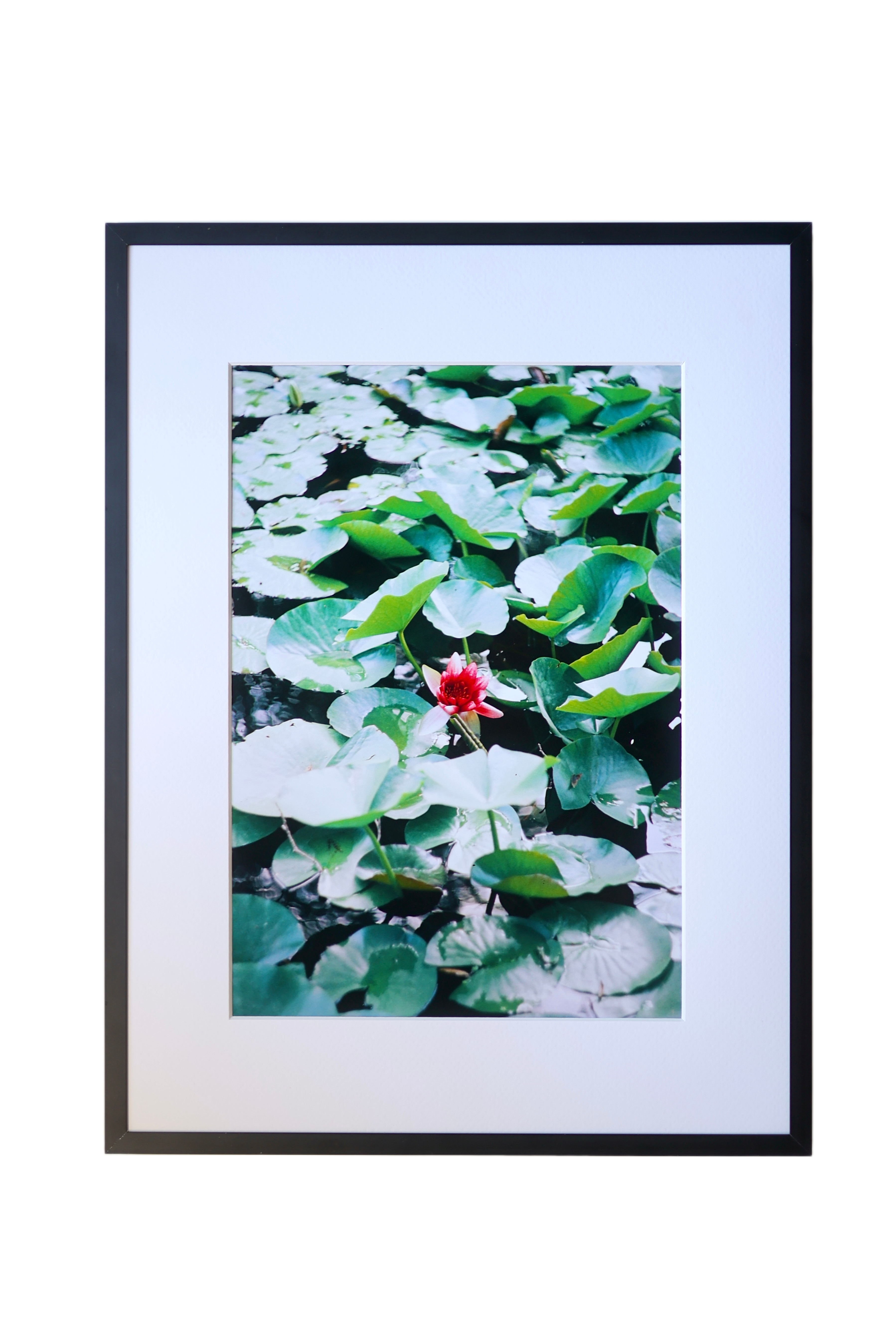 Water Lily
