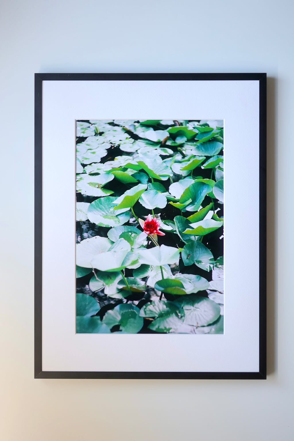 Water Lily