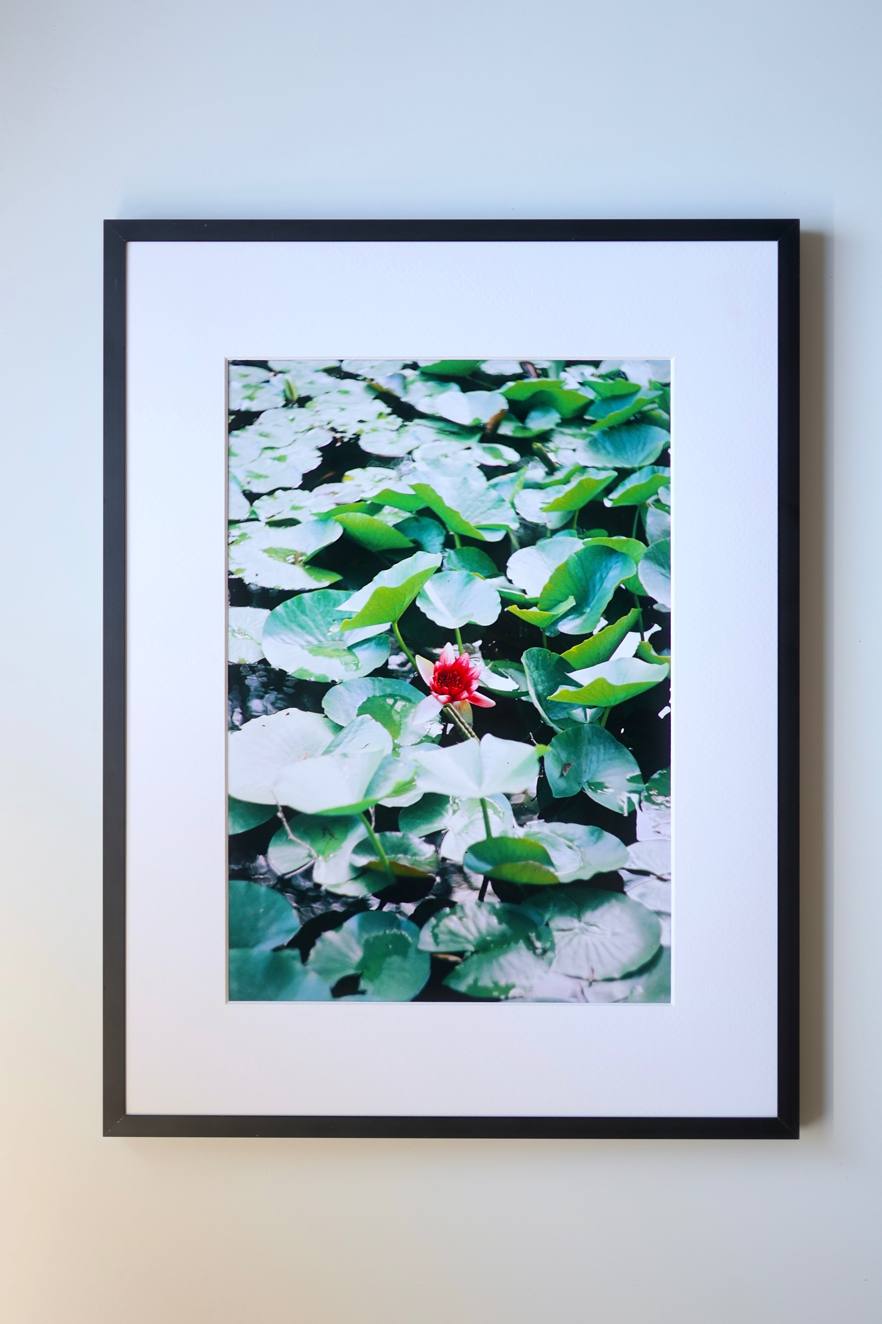 Water Lily