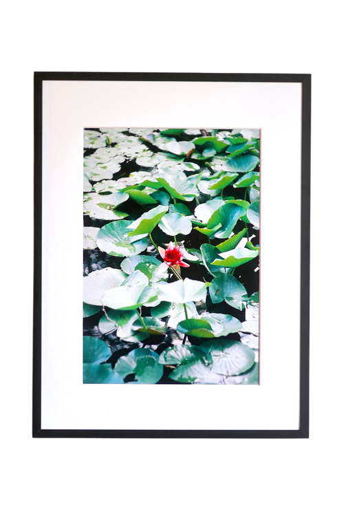 A framed art print featuring a photograph of green lily pads and a single red flower on water, presented in a black frame with a white mat board against a white background.