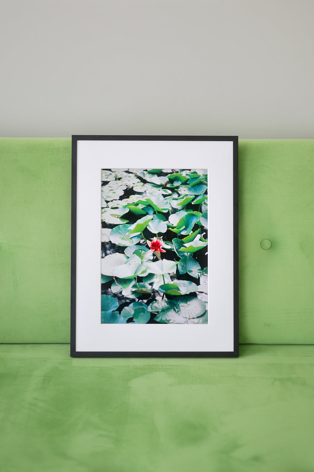 Water Lily