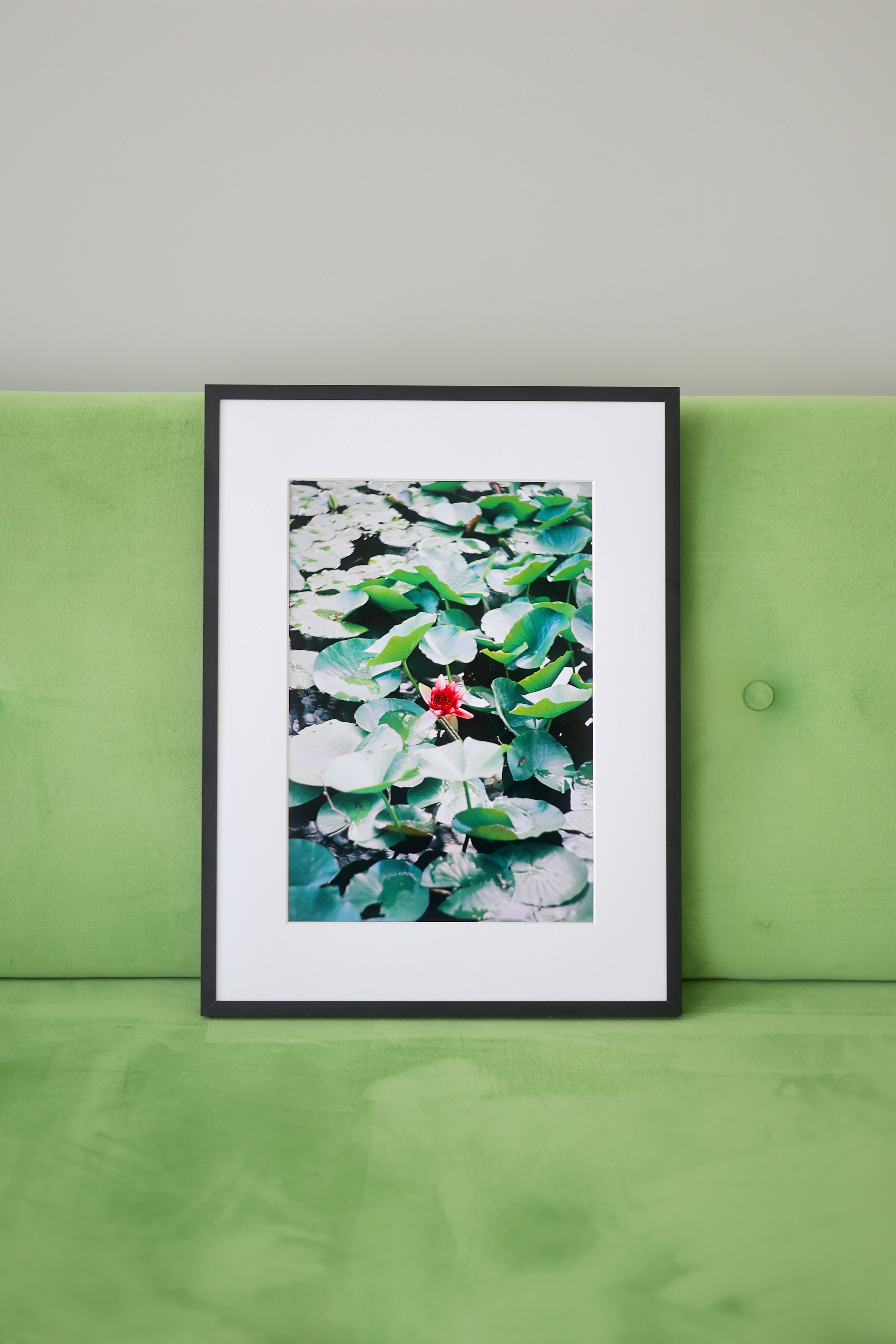Water Lily