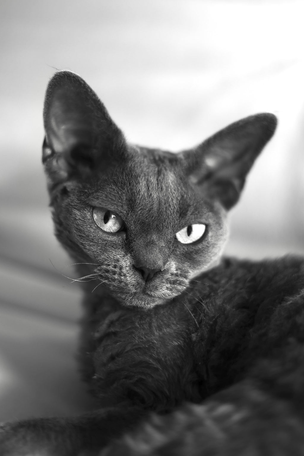 Herman