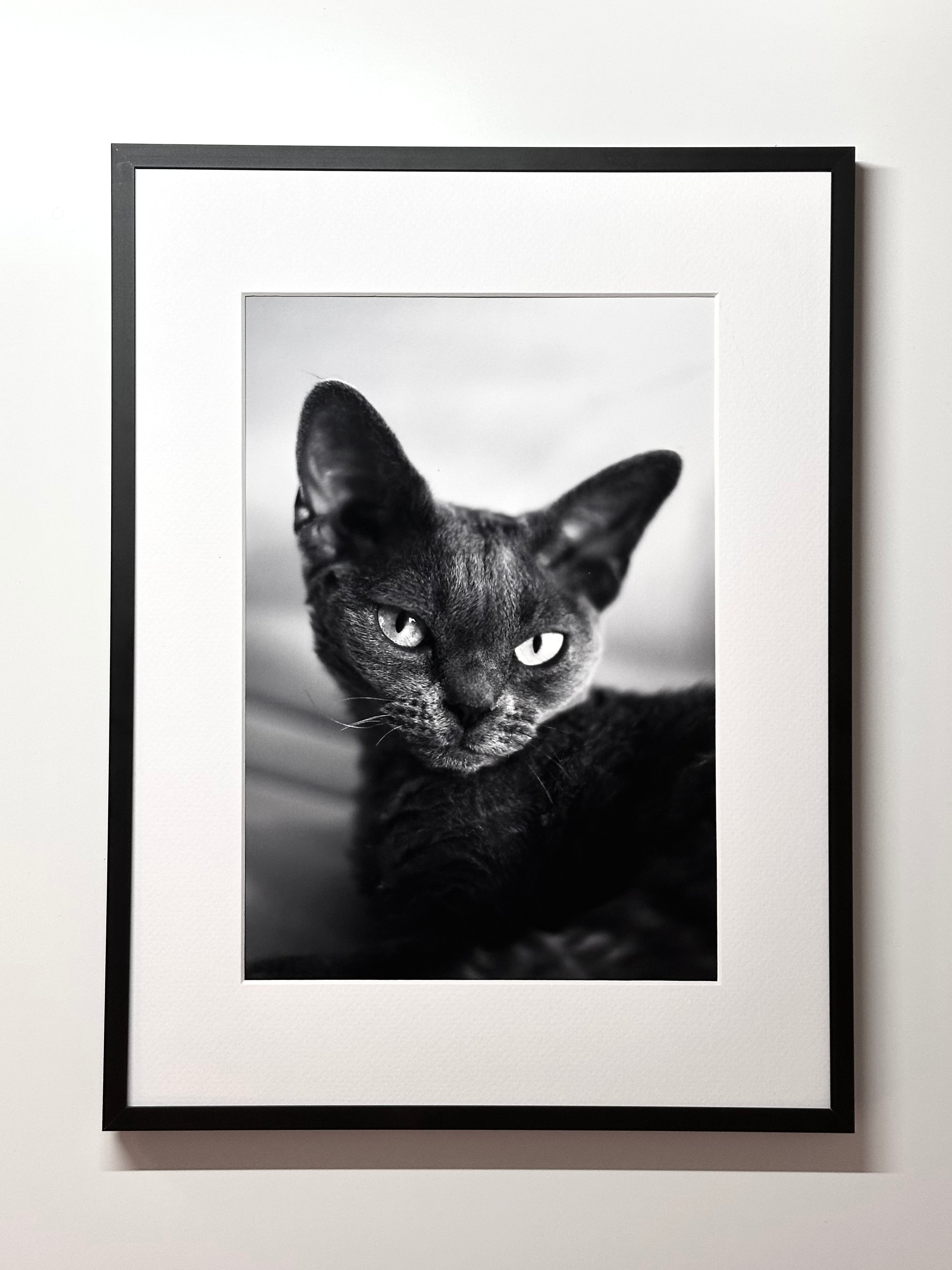 Herman