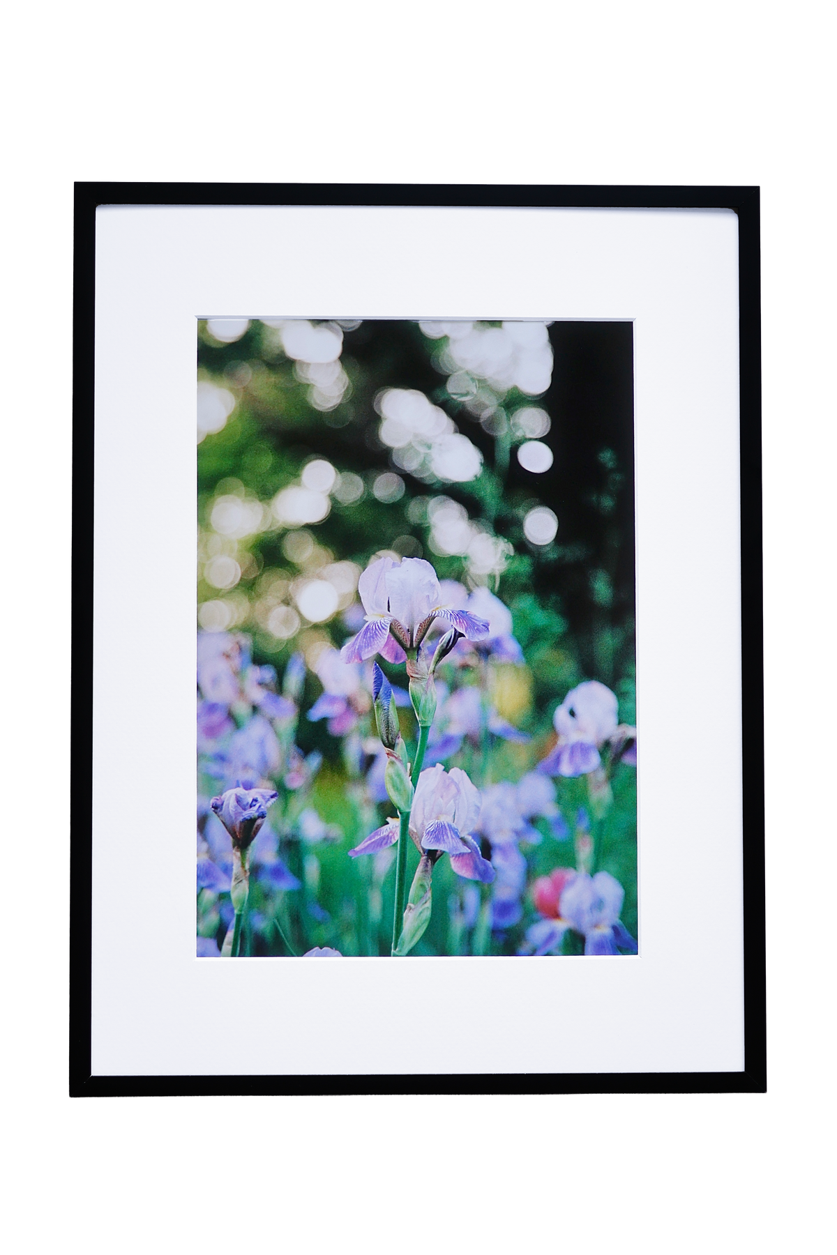 Iris flower