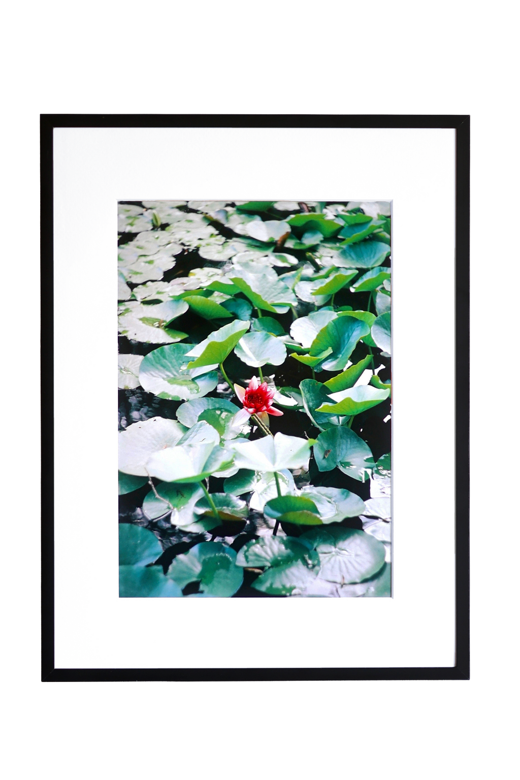 Water Lily