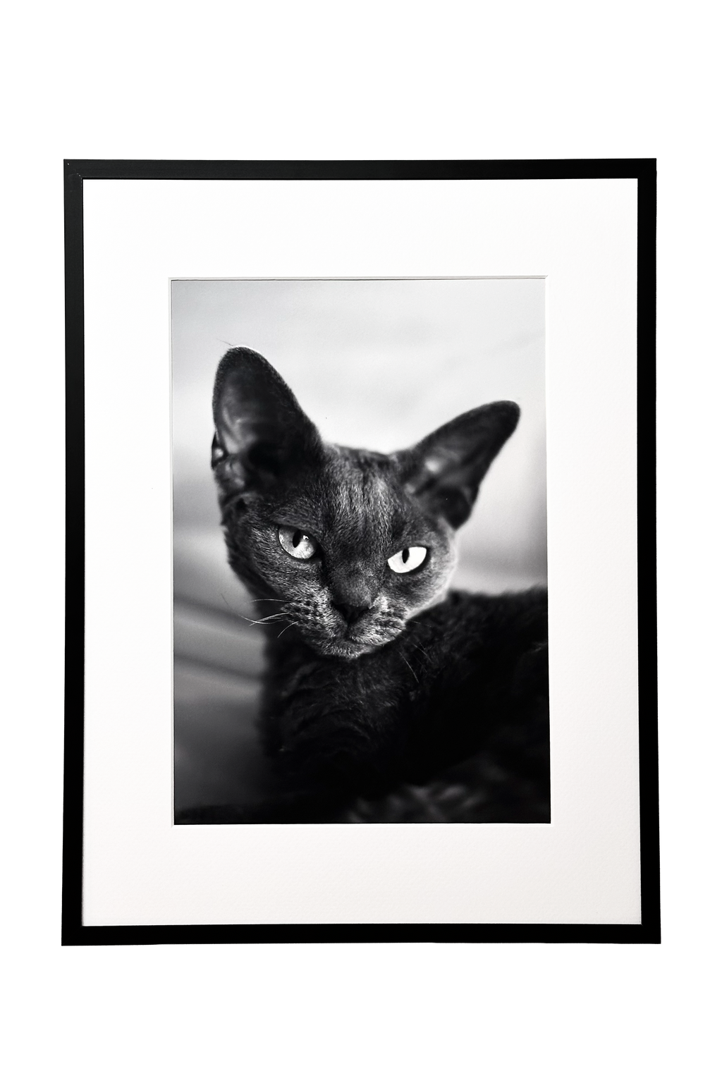 Herman