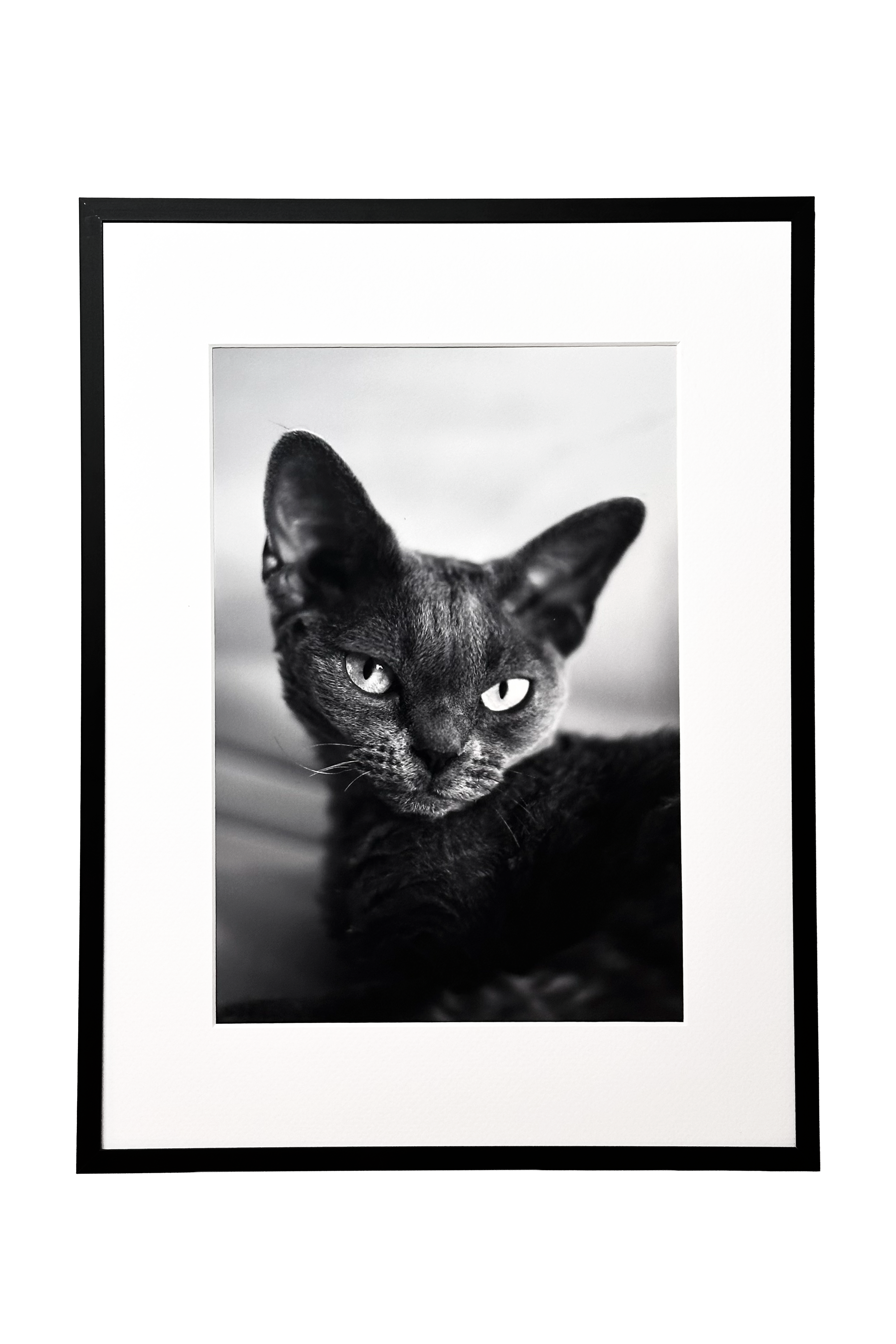 Herman