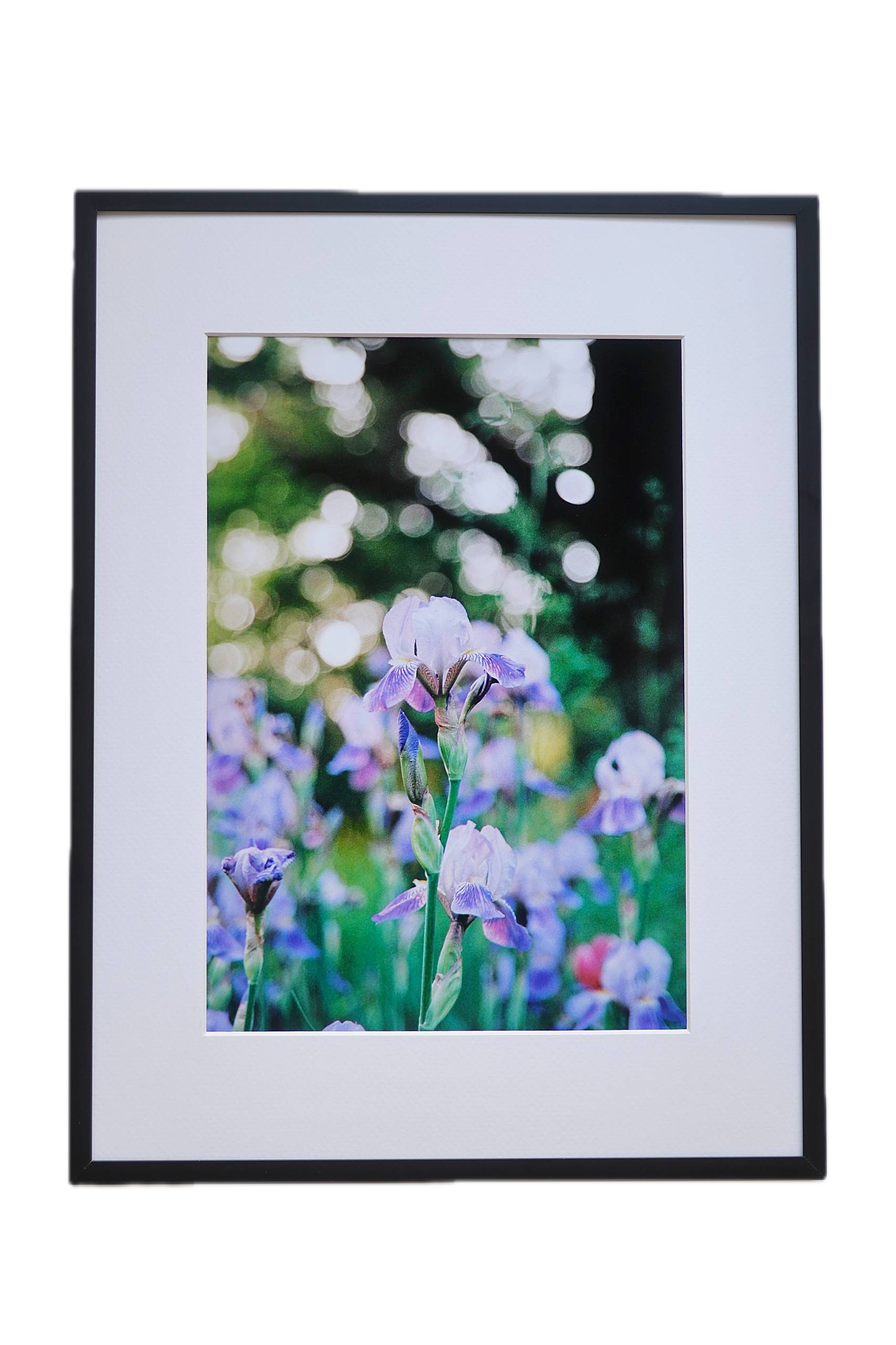 Iris flower